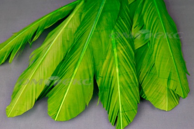 Декоративный Пучок из перьев, перо 24см/зеленый - купить в Гатчине. Цена: 12.19 руб.